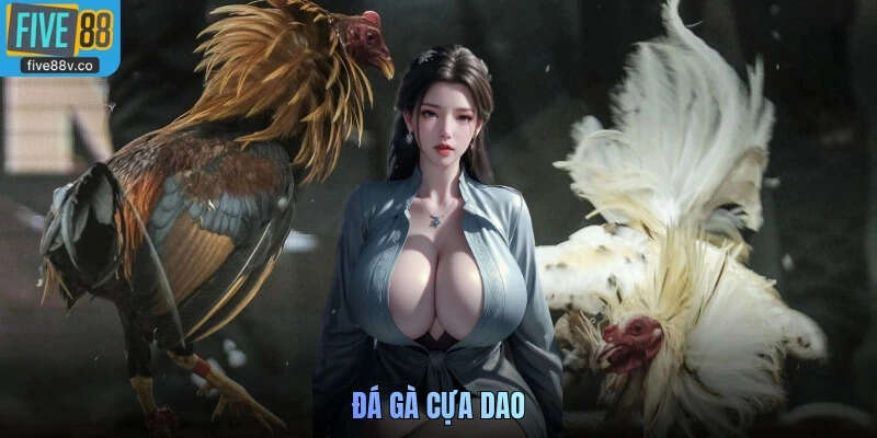 Đá gà cựa dao