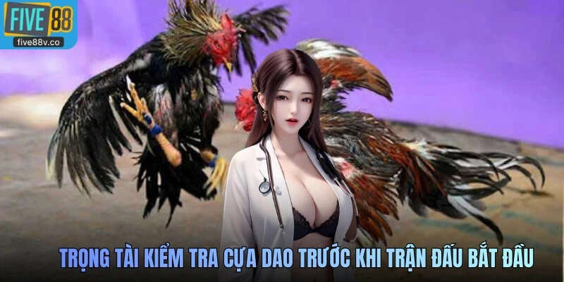 Trọng tài kiểm tra cựa dao trước khi trận đấu bắt đầu