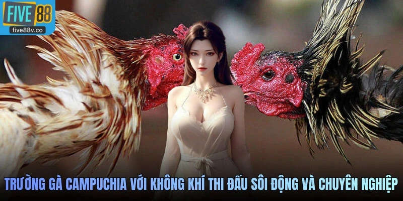 Trường gà Campuchia với không khí thi đấu sôi động và chuyên nghiệp
